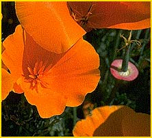   /   ( schscholzia californica )