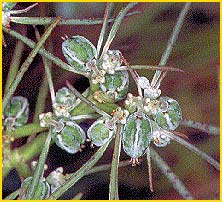   ( Euphorbia eriantha )