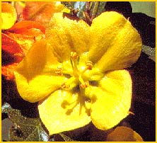   ( Fremontodendron californica )