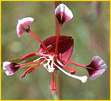   ( Clarkia springvillensis )
