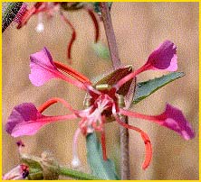   /  ( Clarkia unguiculata )
