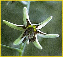    ( Fritillaria brandegey  )