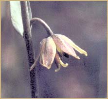    ( Fritillaria micrantha  )