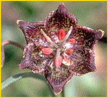    ( Fritillaria pinetorum  )