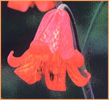    ( Fritillaria recurva  )