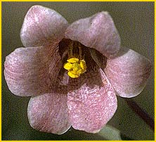    ( Fritillaria striata  )