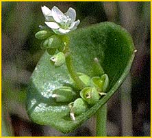   ( Claytonia perfoliata )