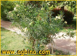     ( Nerium oleander )