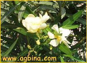   ( Nerium oleander )