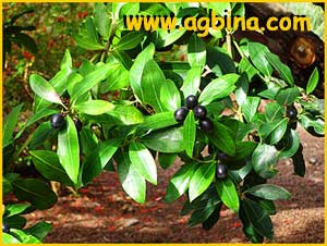   ( Ackanthera oblongifolia / spectabilis )