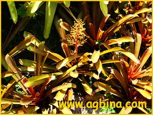 Эхмея ветвистая ( Аechmea ramosa )