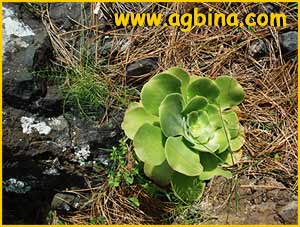  ( Aeonium canariensis )