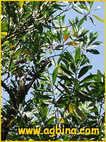   ( Acacia mangium )