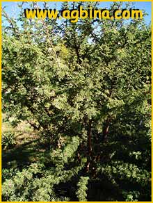   ( Acacia luederitzii var. retinens )