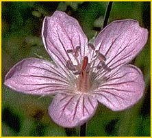   (Geranium californicum )