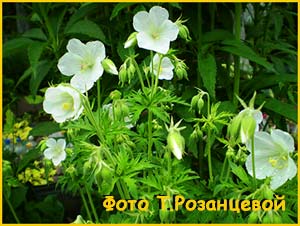    ( Geranium pratense var. alba )