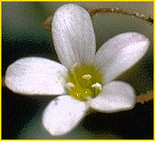   ( Gilia campanulata )