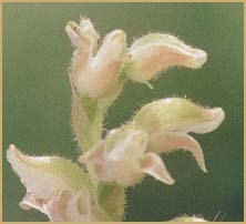    ( Goodyera menziesii / oblongifolia / Peramium decipiens / Spiranthes  decipiens  )