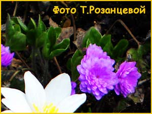     ( Hepatica nobilis Plena )