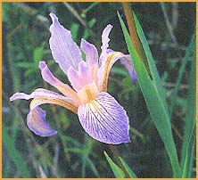   ( Iris macrosiphon )