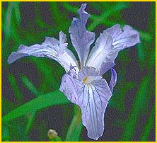   ( Iris munzii )
