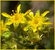   /    ( Ivesia pygmaea /gordonii var. pygmaea ) 