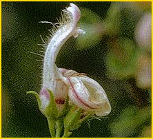   ( Keckiella breviflora )