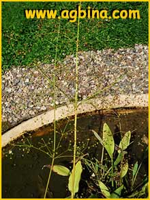   ( Alisma plantago-aquatica )