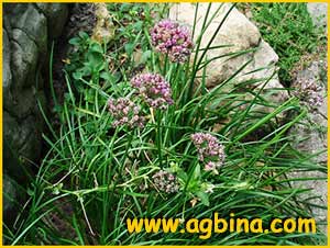   ( Allium montanum )