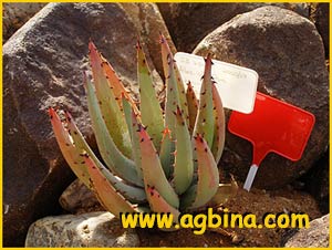   ( Aloe claviflora )