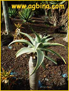   ( Aloe dichotoma )