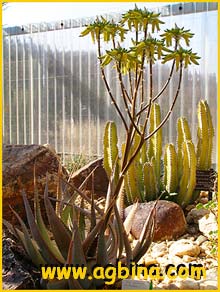  ( Aloe hereroensis var. lutea )