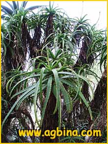   ( Aloe kedongensis )