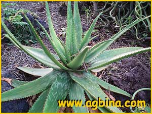   ( Aloe lateritia )