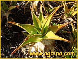   ( Aloe mitriformis )