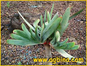   ( Aloe plicatus )