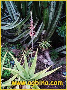   ( Aloe pubescens )