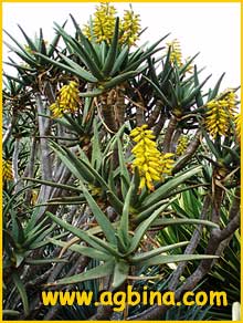    ( Aloe ramosissima )