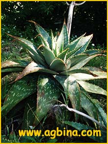   ( Aloe saponaria /disticha / latifolia / umbellata )