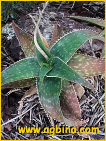    ( Aloe umfoloziensis )