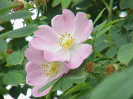   ( Rosa cinnamomea )
