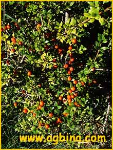     ( Alyxia ruscifolia )