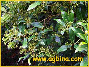  /   ( Apollonias barbujana / Laurus canariensis )