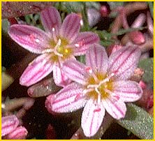   ( Lewisia triphylla  )