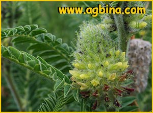   ( Astragalus alopecurus )