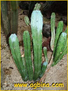  ( Myrtillocactus geometricans )