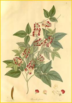   /   ( Phaseolus fuscus / Dunbaria bella )