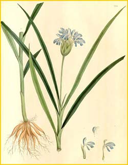   ( Roscoea pitata ) Nathaniel Wallich - Plantae Asiaticae Rariores 1830-1832