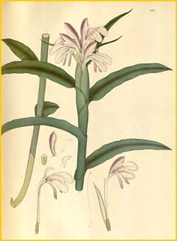   ( Roscoea purpurea var. purpurea ) Nathaniel Wallich - Plantae Asiaticae Rariores 1830-1832
