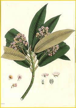   ( Saurauia napaulensis )